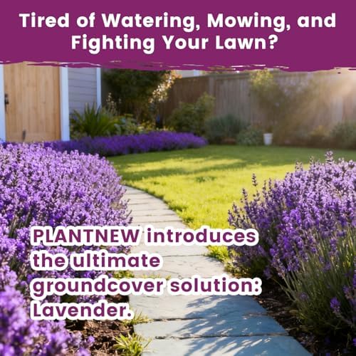Lavender Seeds for Planting, English Lavender Seeds Indoor & Outdoor, 7000+ Heirloom Seeds, High Germination, Easy to Grow, Fragrant Flowers, Culinary & Crafts (0.7 oz) - Image 3