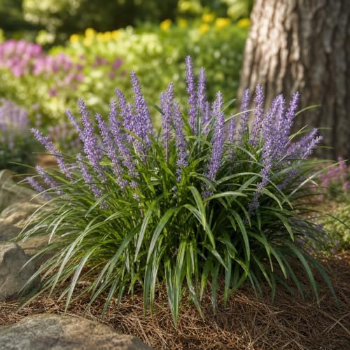 Liriope Emerald Goddess Muscari | 3 Large Trade Gallon Size Plants | Live Drought Tolerant Low Maintenance Evergreen Groundcover Grass - Image 4