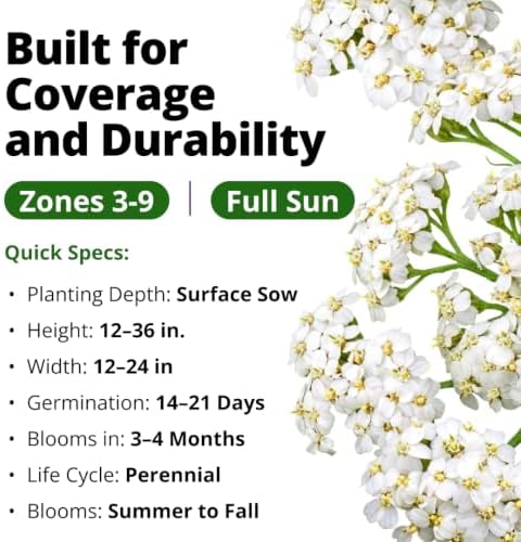 HOME GROWN White Yarrow Seeds, 16,000 Seeds, Achillea millefolium - Image 3