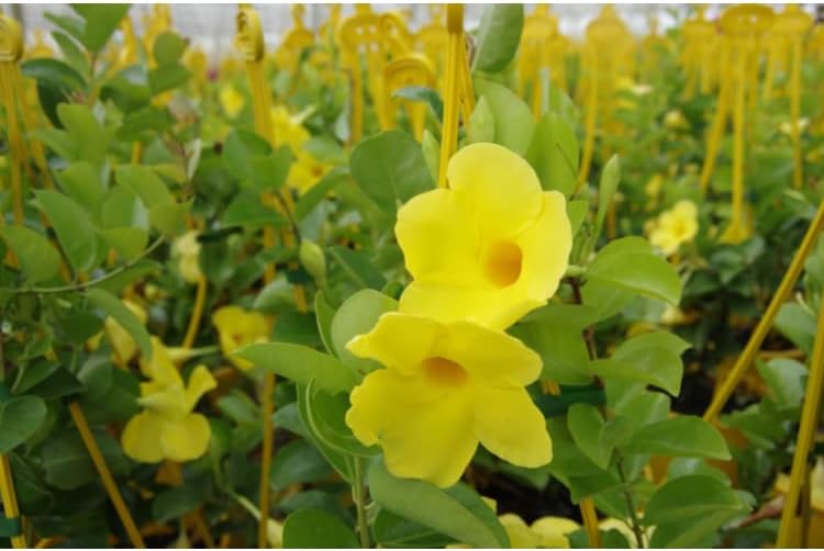 Yellow Mandevilla Live Plants (5-9") - Pack of 2 (Two) - Rare Golden Rocktrumpet Vine - Heat Tolerant - Fast Growing Tropical Patio Climber - Hummingbird Magnet for Outdoor Containers - Image 4