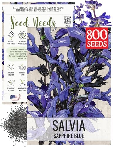 Seed Needs Sapphire Sage Seeds to Plant Blue Salvia Flowers 1 Pack by SeedNeeds
