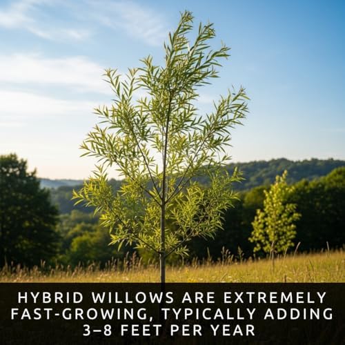 Hybrid Willow Tree Cuttings – Fast Growing Privacy & Shade Trees – Easy to Root Live Cuttings – Cold Hardy, High Yield Trees for Screens & Windbreak (25 Cuttings) - Image 2