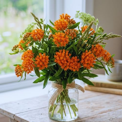 2 Orange Milkweed Live Plants, Outdoor Garden Flower Plant, 4-6 Inch Tall - Image 3