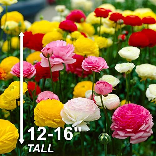 Garden State Bulb Ranunculus Mixed Flower Bulbs, 7/8cm, Fall Planting (Bag of 50) - Image 4