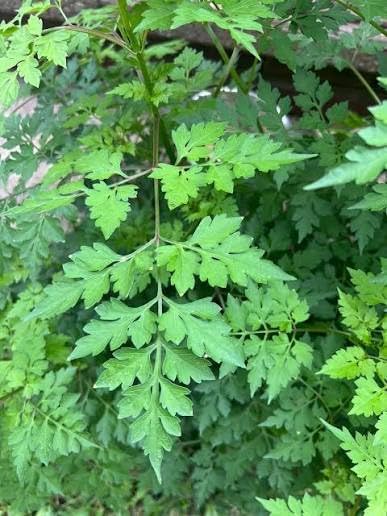 Bidens Alba,Spanish Needles | Live Plants - 6 Count - Image 2