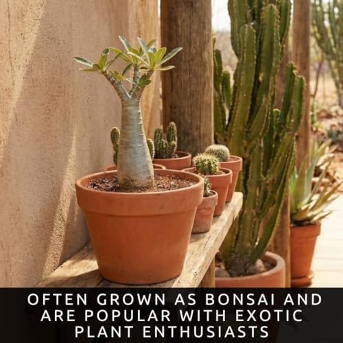 5 Baobab Tree Seeds | Exotic Indoor Bonsai Tree Seeds for Growing - Image 5