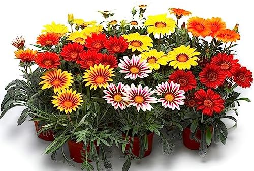 Showy Gazania Flower Mix Perennial 100+ Seeds for Planting Non-GMO Treasure Flower African Daisy - Image 7