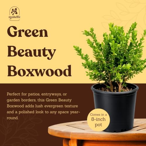 Boxwood Bonsai Tree Live, Buxus Evergreen Starter Plant, 1-Gallon - Image 4