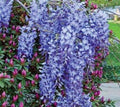 1 Live Plant Blue Moon Wisteria Vine Plant 6-10" Beautiful Garden Plant #TND422 by Unknown