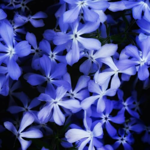 2 Blue Creeping Phlox Plants Live, Perennial Ground Cover, 3-7" Tall in Pot by Unknown