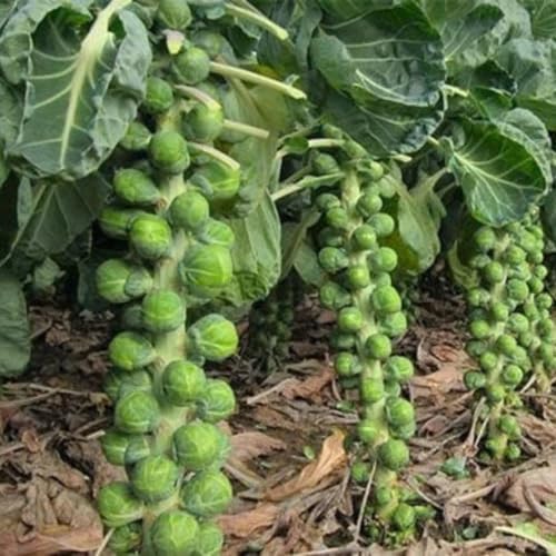 2 Brussel Sprouts Live Plants, Home Garden Vegetable, 4 Inch Pot - Image 7