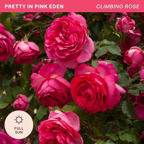 Heirloom Climbing Roses, Live Own Root Plant, Pretty in Pink Eden Climber® - Image 4