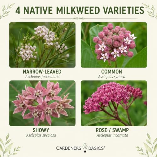Gardeners Basics Milkweed Seeds for Monarch Butterflies, 4 Native Varieties - Image 2