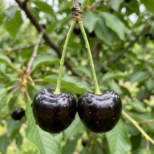 Black Cherry Tree in Quart Pot, Cherries Fruit Plant for Outdoor Garden - Image 2