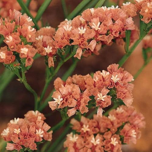 1000+ Mix Statice Pastel Seeds for Planting Outdoors-Annual Limonium Sinuatum Beautiful Flowers Seeds- Non-GMO Heirloom for Home Garden - Image 3
