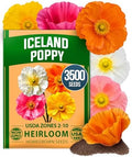 HOME GROWN Iceland Poppy 3500 Flower Seeds Papaver nudicaule by HOMEGROWN