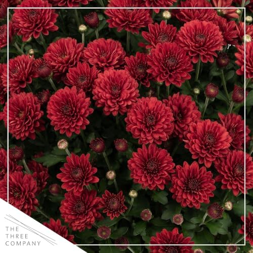 Chrysanthemum (Wine Barrel Deco Pot), Red Blooms, Live Fall Flowering Perennial, 15" Tall by 12" Wide in 3 Qt Pot - Image 2
