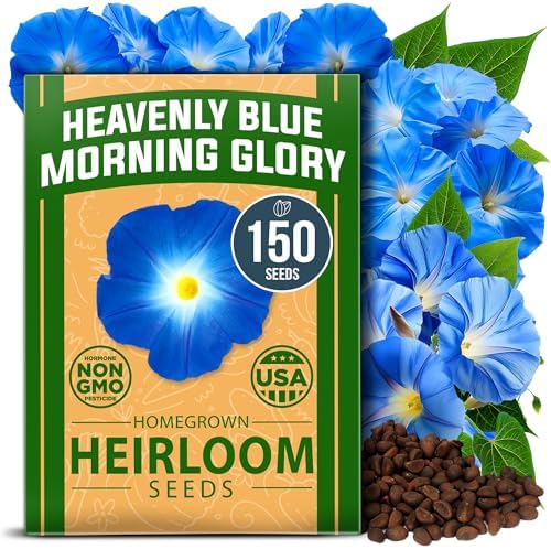 HOME GROWN Heavenly Blue Morning Glory Seeds, 150 Seeds, Ipomoea tricolor by HOMEGROWN