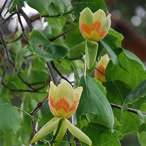 Tuliptree, 1 Gallon Live Nursery Pot, Fast-Growing Flowering Shade Tree | Arbor Day Foundation (Due to Agricultural Laws, Unavailable to CA or AZ) - Image 4