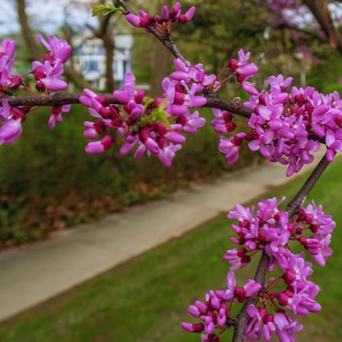 Redbud Tree Live Plant, Pink Flowering Ornamental Tree, 26-28 Inch Tall - Image 5