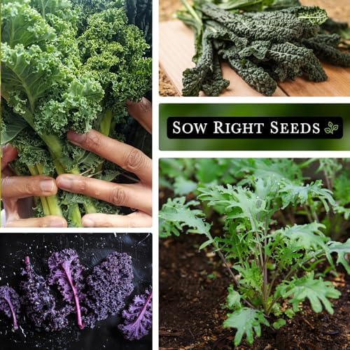 Sow Right Seeds - Kale Seed Collection for Planting Vegetable Garden - Image 3