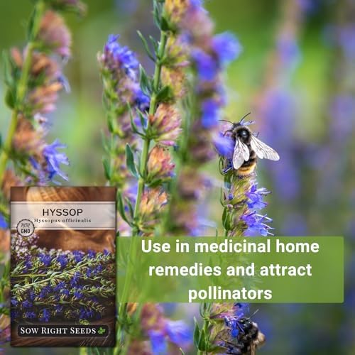 Sow Right Seeds- Hyssop Seed for Planting Perennial Medicinal Herb 4pk - Image 5