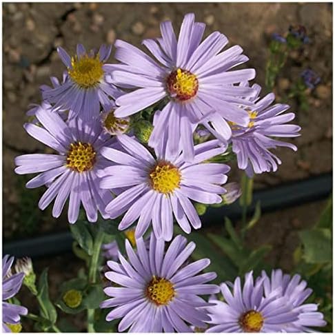 Everwilde Farms - 500 Smooth Blue Aster Native Wildflower Seeds - Gold Vault Seed Packet - Image 3