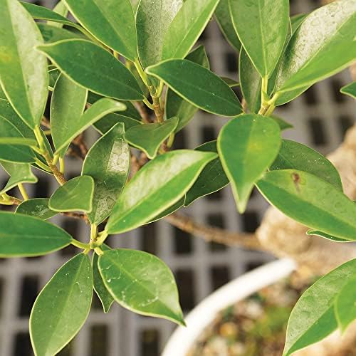 Brussel's Bonsai - Small Ficus Live Bonsai Tree, Potted Indoor Plant - Image 3