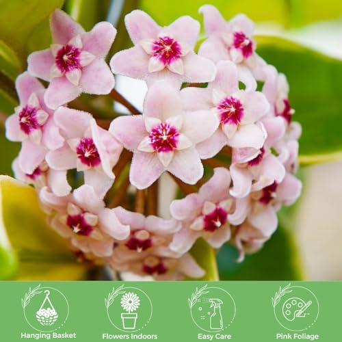American Plant Exchange Hoya Krimson Queen, 8-Inch Hanging Basket, Flowering Indoor Houseplant, Live Wax Plant, Cascading Pink and White Foliage - Image 3