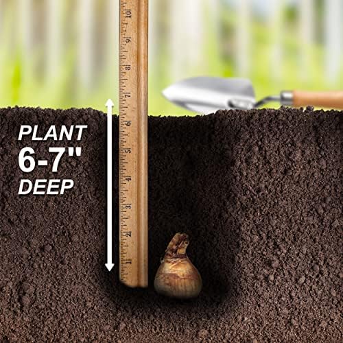 Garden State Bulb Double Mixed Daffodil Flower Bulbs, 14/16cm (Bag of 100) - Image 5