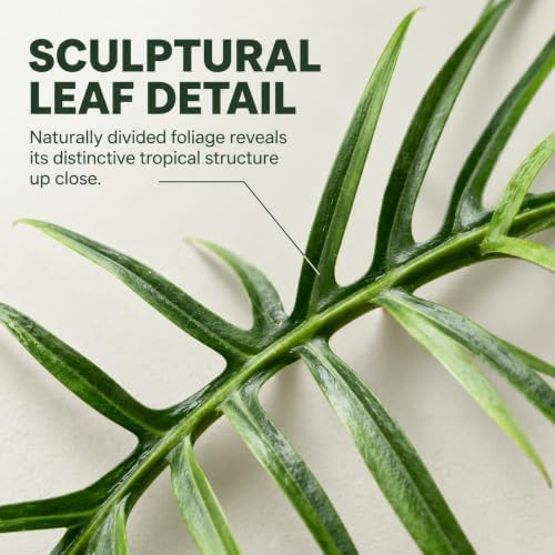 Philodendron Tortum Live Plant - Rare Split Leaf Houseplants with Heat Pack - Image 3