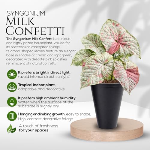 Syngonium Confetti Plant (4 Pack) Rare Live Starter Plants, Variegated Arrowhead Vine Houseplants, Easy Care Indoor Tropical Plants Live, Pink Foliage Houseplants - Image 2