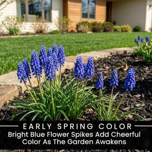 15 Grape Muscari Bulbs | Blue Spring Flowers for Garden Borders and Pots - Image 4
