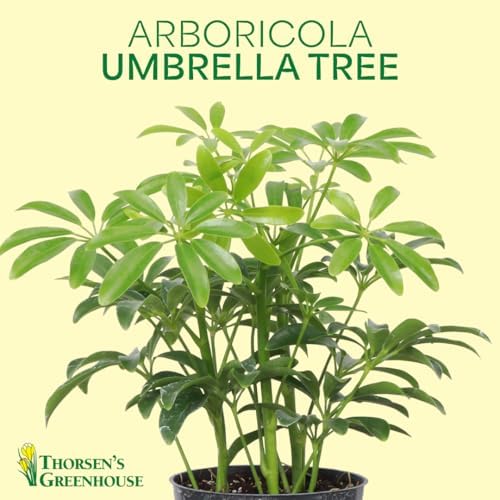 Live Arboricola Umbrella Tree Plant, Schefflera Arboricola, 6" Pot - Image 3