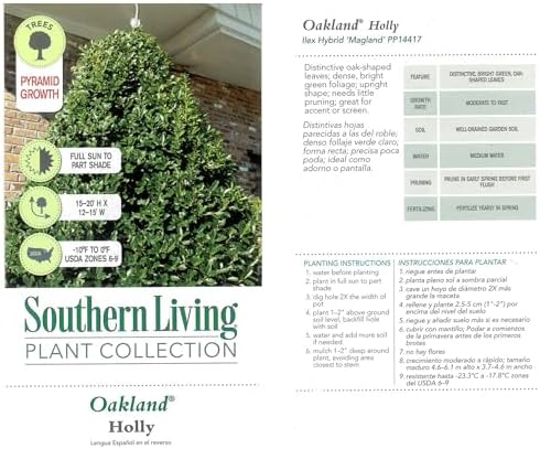 Southern Living 3 Gal. Oakland Holly Shrub - Image 4