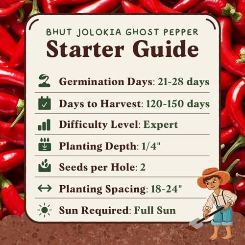 Non-GMO Vegetable Seeds for Planting (Bhut Jolokia Ghost Pepper) - Image 6