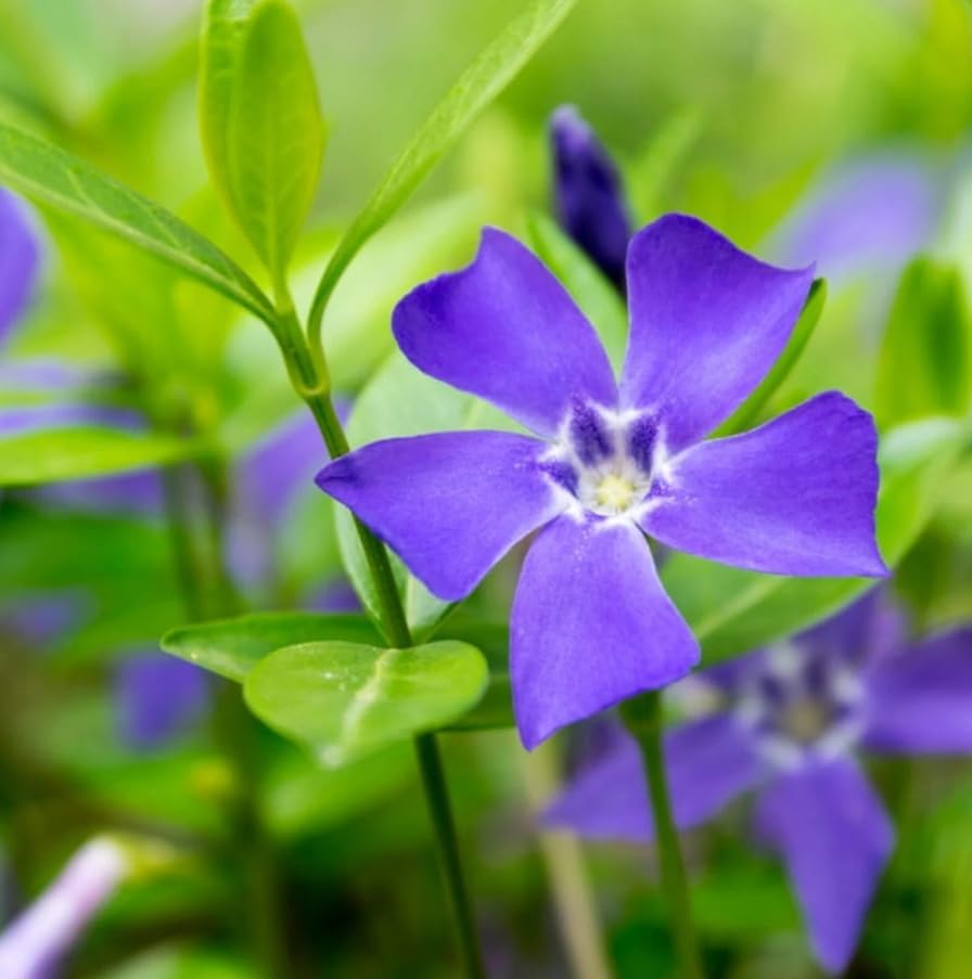 Pack of 2 Blue Vinca Plants for Ground Cover Plants, Creeping Myrtle Periwinkle Vinca Vine Flowering Plant 6-12" Tall 4" Pot - Image 7