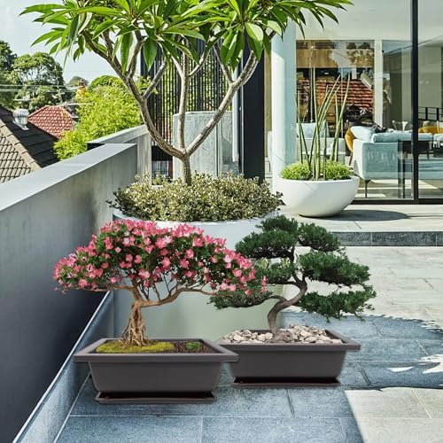 Bonsai Starter Kit, 5 Seeds Growing into Acacia, Wisteria, Sakura, Red Maple and Black Pine, Including Complete Gardening Tools with A Gift Box for Men Women Beginners - Image 7
