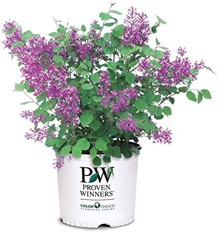 Proven Winners - Syringa x Bloomerang Dark Purple (Reblooming Lilac) Shrub, dark purple flowers, #3 - Size Container by GreenPromiseFarms