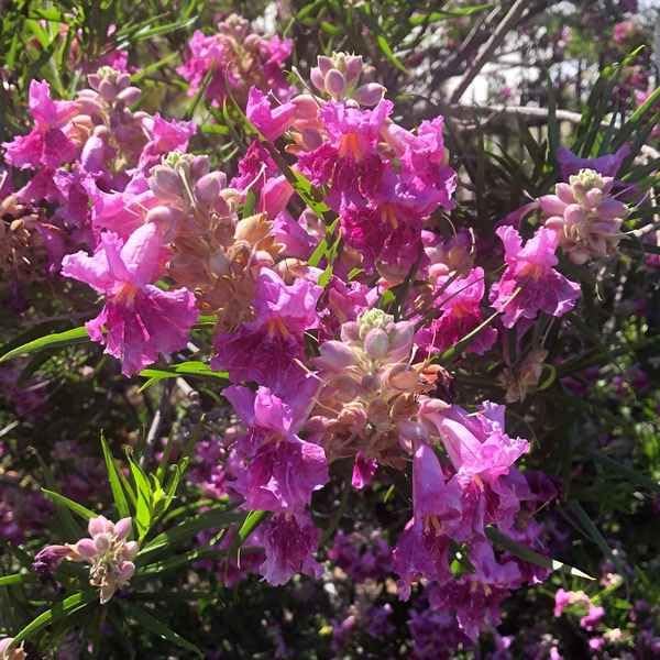 Desert Willow Seeds, Chilopsis Linearis, Showy Trumpet-Shaped Flowers, Fast-Growing Drought-Tolerant Shrub, 25 Seeds by Unknown