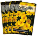 Sow Right Seeds-Dwarf Lance-Leave Coreopsis Seed for Planting Perennial 4pk by SowRightSeeds