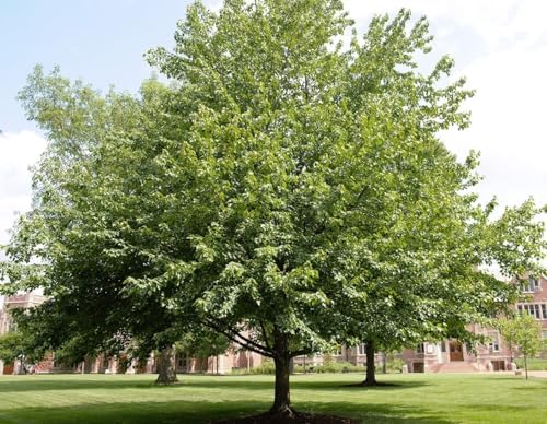 Two Pack of American Red Maple Trees - 2 Live Plants Shipped 2-3 Feet Tall by DAS Farms - Image 3