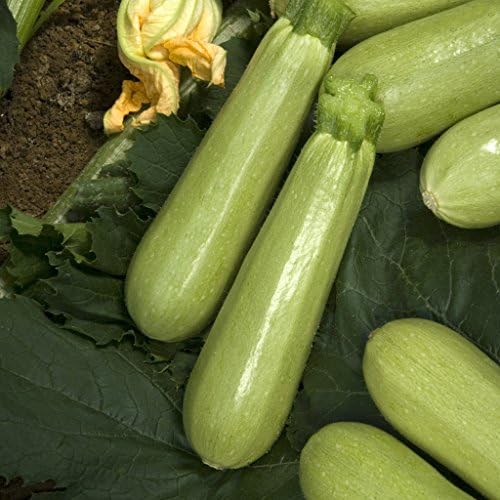 Seeds Vegetable Zucchini Squash 38 Days Aspirant Light Green - 30 Seeds - Image 4