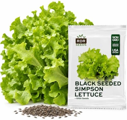 1000+ Lettuce Seeds for Planting - Heirloom, Black Seeded Simpson by RDRSeeds