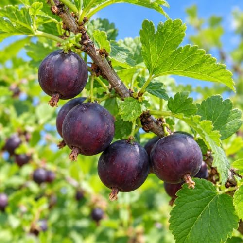 Black Velvet Gooseberry Bush/Shrub - 6-12" Tall Live Plant by Unknown