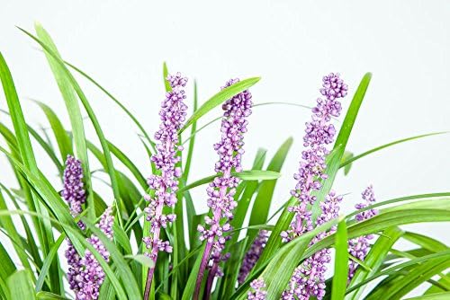 Royal Purple LIRIOPE - Size: 1 Gallon, Live Plant, Includes Special Blend Fertilizer & Planting Guide - Image 5