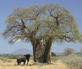 Baobab Tree Seed - Adansonia Digitata by MardeRossCompany