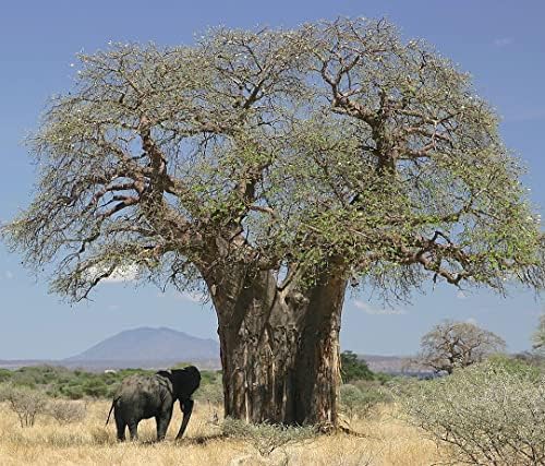 Baobab Tree Seed - Adansonia Digitata by MardeRossCompany