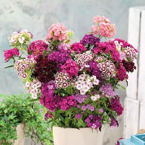 5000+ Sweet William Seeds Perennial for Planting-Dianthus Seeds Sweetness Flower Non-GMO Heirloom for Outdoor Garden Hardy to USDA Zones 3-9 - Image 4
