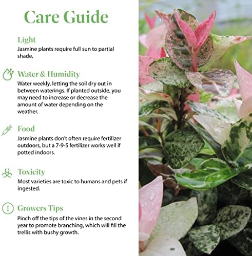 American Plant Exchange Snow & Summer Jasmine – 6-Inch with Pot – Live Fragrant Flowering Climbing Vine, Ideal for Trellises, Garden Beds, or Patio Decor - Image 5